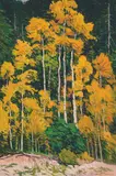 Robert Daughters, Twinning Aspens, Oil on canvas