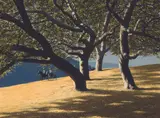 Robert Rishell, Through the Grove, Oil on canvas