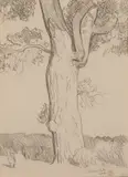 Maynard Dixon, Lone Cottonwood, Graphite