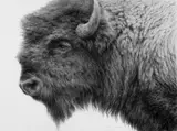 Brenda Murphy, Caprock Sentinel, charcoal on board