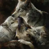 Bonnie Marris, Wolves Being Wolves, oil on linen