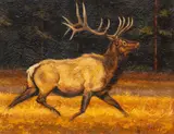 Greg Wilson, Bull Elk, oil on masonite