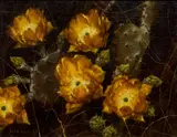 Helen Hunter, Prickly Pear, 1969, oil on canvas