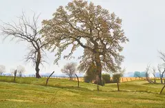 Anthony Martin, Oak Tree, oil on masonite