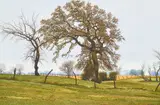Anthony Martin, Oak Tree, oil on masonite