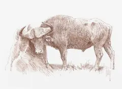Bob Kuhn, Cape Buffalo, conté crayon on paper
