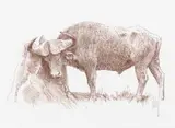 Bob Kuhn, Cape Buffalo, conté crayon on paper