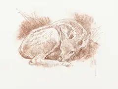 Bob Kuhn, Fawn, conté crayon on paper