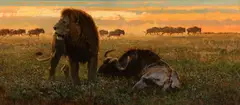 Bob Kuhn, Lion and Wildebeest, 1973, acrylic on board