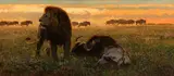 Bob Kuhn, Lion and Wildebeest