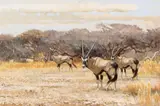 Bob Kuhn, Gemsbok Moving Toward Shade, acrylic on board