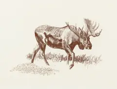 Bob Kuhn, Moose Walking, conté crayon on paper