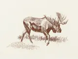 Bob Kuhn, Moose Walking, conté crayon on paper