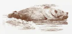 Bob Kuhn, Sleeping Grizzly, conté crayon on paper