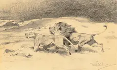 Wilhelm Kuhnert, Lion and Lioness, pencil on paper