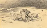 Wilhelm Kuhnert, Lion and Lioness, pencil on paper