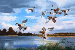David Maass, Greenheads, oil on board