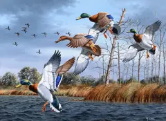 David Maass, Mallards Dropping In, oil on board