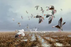 David Maass, Snow Geese, oil on board