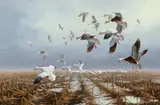 David Maass, Snow Geese
