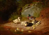 Arthur Fitzwilliam Tait, Duck Families, 1880, oil on board