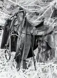 Rachel Brownlee, Sentinel, 2025, charcoal on board