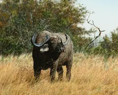 Simon Combes, Out of Africa, 1979, oil on canvas