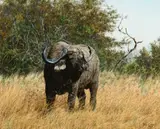 Simon Combes, Out of Africa, 1979, oil on canvas