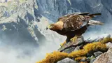 Mark Kelso, The Edge of Ascension, 2025, oil on board