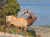 Bob Kuhn, Bugling Elk, acrylic on board