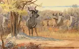 Bob Kuhn, Bull Kudu and Cows