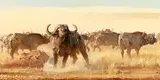 Bob Kuhn, Herd Bull, acrylic on board