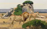 Bob Kuhn, Mara Landscape with Lions