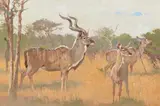 Bob Kuhn, Kudu Along the Chobe