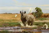 Bob Kuhn, Rhino and Cattle Egrets