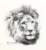 William Robinson Leigh, Lion, pen and ink on paper