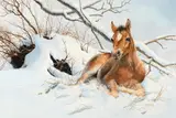 Bonnie Marris, Winter Solitude, oil on board