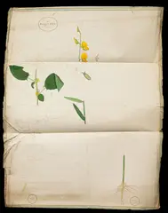 Sheikh Zainuddin, Bengal Flax in outline, partially coloured, ink and watercolour on laid paper, watermarked J Whatman