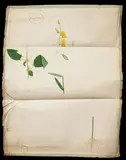 Sheikh Zainuddin, Bengal Flax in outline, partially coloured, ink and watercolour on laid paper, watermarked J Whatman