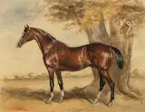 John Ferneley Snr., Lord Exeter's Sultan, portrait of a horse, watercolour