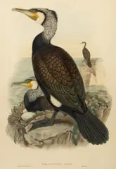 John Gould, Phalacrocorax Carbo [Great Cormorant] from The Birds of Great Britain, 1862-73, lithograph in colours
