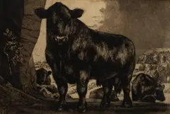 Charles Tunnicliffe, Black Angus, etching