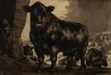 Charles Tunnicliffe, Black Angus