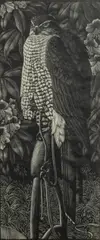Charles Tunnicliffe, Goshawk, woodcut