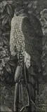 Charles Tunnicliffe, Goshawk