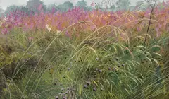 Meg Stevens, Willowherb and Knapweed, oil on canvas