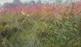 Meg Stevens, Willowherb and Knapweed, oil on canvas