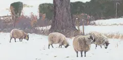 Alan Bennett, Sheep in the snow, oil on board
