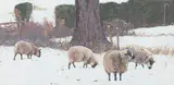 Alan Bennett, Sheep in the snow, oil on board