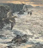 Martin Ridley, Gannets, oil on board